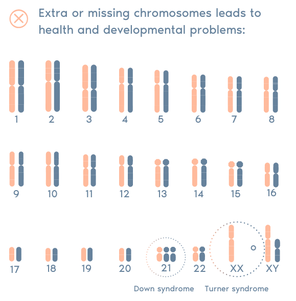 PGT-A Preimplantation Genetic Testing