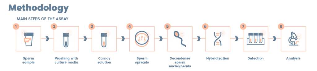 SAT Sperm aneuploidy test